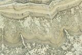 Triassic Aged Stromatolite Fossil - England #211724-1